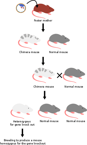 Knockout mouse breeding scheme.