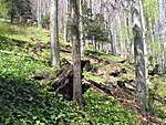 Krokar Virgin Forest