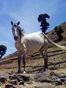 A thin white mare standing on a rocky mountain slope with few trees