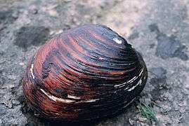Lampsilis abrupta, the pink mucket mussel.
