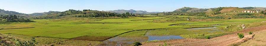 Panoramic view of green, irrigated rice paddies in a floodplain between hills