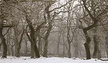 Group of bare trees on a snowy day