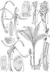 A black-and-white sketch of various types of fauna