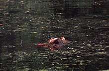 Woman floating in a lake