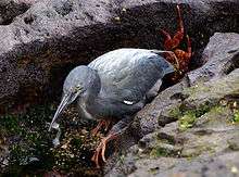 Lava heron, grey with long bill and red feet and with small fish in bill amongst grey rocks