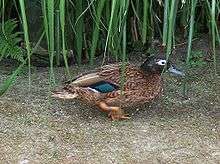 Laysan teal duck
