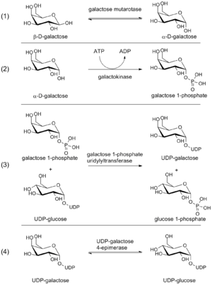 Steps in the Leloir pathway of galactose metabolism.
