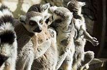 Close-up of five ring-tailed lemurs, four shown clearly; 2 grooming, 1 sunning, and 1 looking at the camera
