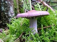 Side view of a single-thick stemmed, pale lilac mushroom growing amongst thick clubmoss. It has irregular-looking gills and a textured stem. Its cap is not very flat and the other end can be seen curving above the rest.