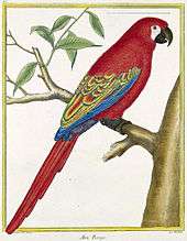 An illustration of a macaw with red tail feathers, red back and breast feathers, and blue and yellow wing tips. It sits on a tree branch facing right.