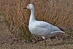 A white goose with a pinkish beak stands before brown vegetation