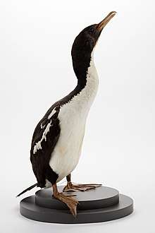 Image of Male New Zealand king shag from the collection of Auckland Museum
