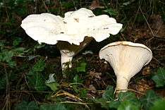 A pair of bright white funnel mushroom, slightly overexposed from the flash. One is a young conical specimen with a rolled margin, laid to its side to show the fine white gills. The other is much wider and less regular, with a markedly wavy, unrolled margin.