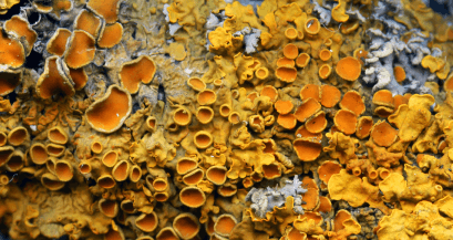 close-up of orange lichen