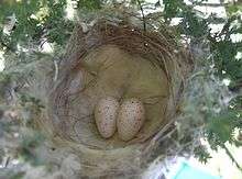 Nest with two eggs