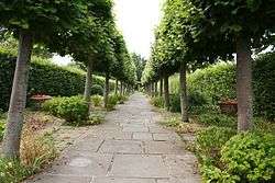 a path of gray flagstones running between an avenue of trees
