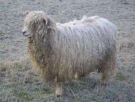 Lincoln Longwool Sheep