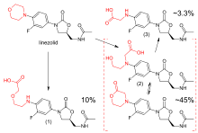 Upper left: structural formula of the unaltered linezolid molecule, with the morpholino group highlighted in red. Lower left: main carboxylic acid metabolite, accounting for 10% of an excreted dose; the morpholine ring has been cleaved at the nitrogen atom. Lower right: structural formulae of two distinct molecules, a carboxylic acid and a lactone, with an equilibrium arrow between them; this metabolite accounts for 45% of a dose. Upper right: structure of a minor carboxylic acid metabolite, which accounts for aroune 3.3% of a dose.