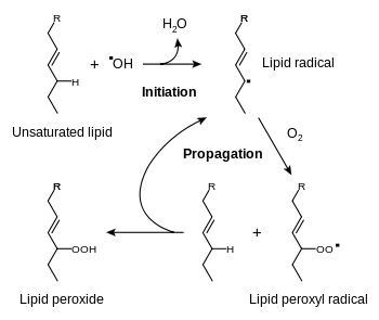 An unsaturated lipid reacts with a hydroxyl radical to form a lipid radical (initiation), which then reacts with di-oxygen, forming a lipid peroxyl radical. This then reacts with another unsaturated lipid, yielding a lipid peroxide and another lipid radical, which can continue the reaction (propagation).