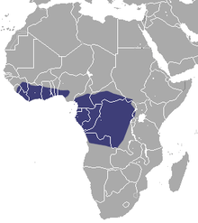 Gulf of Guinea coast and the Congo