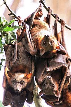 A brown bat with an orange nape