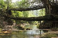 Double living root bridge in East Khasi Hills