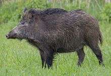 Colour photograph of a Central European boar