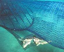 A loggerhead sea turtle escapes a circular fisherman's net via a TED