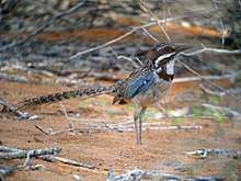 Overall with blue on its wing, looks right with its long tail pointed straight back while standing in reddish-brown sand in a thicket.