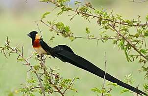 A black bird with yellow underparts and nape, red breast and a very long tail sits on a thorny acacia branch.
