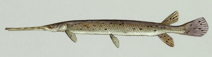  Longnose Gar- a species of fish whose roe contains ichthyotoxins.