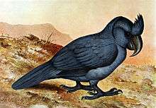 Drawing of black parrot