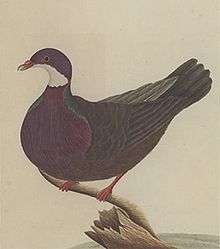 Old coloured painting by George Raper in 1790 depicting the now extinct Lord Howe white-throated pigeon