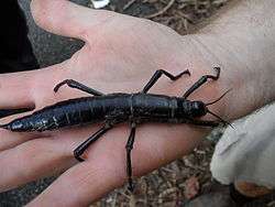 Picture of the rare dark brown Lord Howe Island stick insect on, and about the same length as, a person's hand