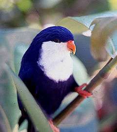 Blue parrot with white chin and neck