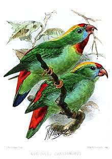 Drawing of two green parrots with red tail, red crown and chin, yellow nape, and blue face