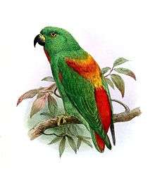 Drawing of green parrot with red back and tail, with a yellow band mid-back