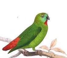 Drawing of green parrot with darker wings, red crown, and red central tail