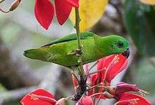 A green parrot with a short tail and black bill