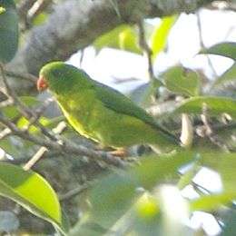 Green parrot with yellow throat