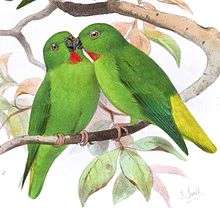 Drawing of two green parrots with red throat and yellow tail