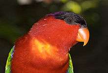 A green parrot with a red head and underside, a black forehead, and a violet nape