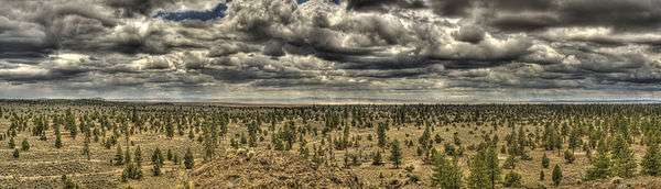 Panoramic Image of Lost Forest Research Natural Area