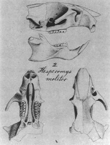 From top to bottom: side view of skull with mandible, missing the upper incisor and much of the posterior part; text "2. Hesperomys molitor"; and views of the same skull from above and below