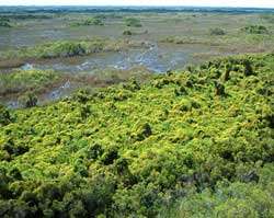 An aerial photo of an island surrounded by flat grass; the island is covered with extensive vines