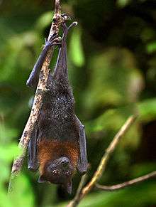 A black bat with a brown neck and a black face