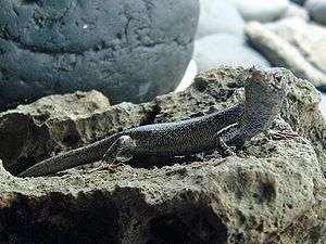 Lizard, seen from the right, with its head bent to the right, on a rock