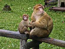 Picture of a mother macaque with a child