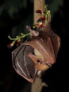 A light brown bat with dark brown wings hanging upside down from a tree