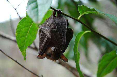A light brown bat with dark brown wings hanging upside down from a tree branch